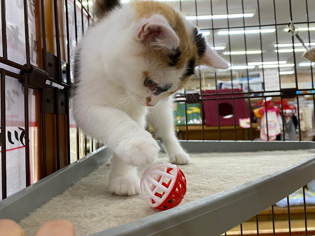 スコティッシュフォールド