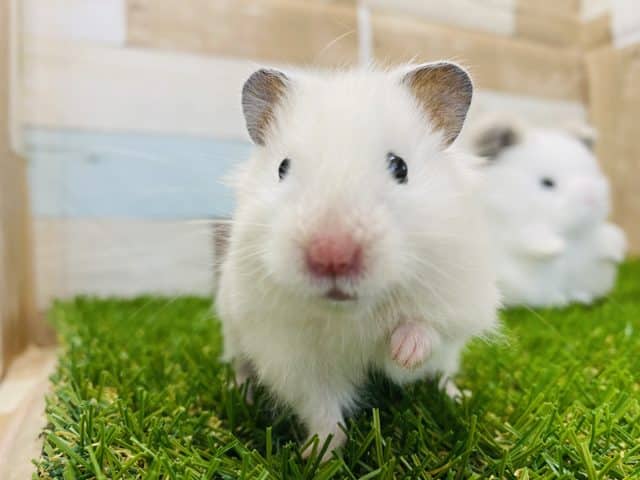 ゴールデンハムスター