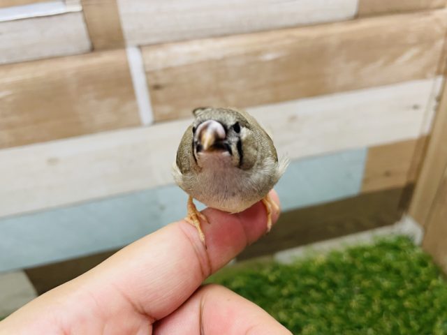 錦花鳥（キンカチョウ）