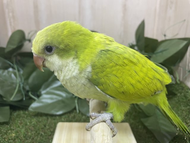 オキナインコ