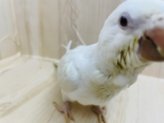 オキナインコ