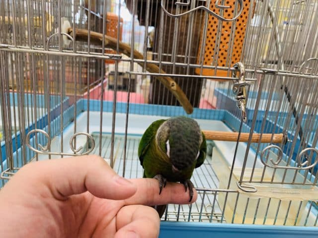 べたなれ♡ウロコインコがやってきた! ホオミドリウロコインコ