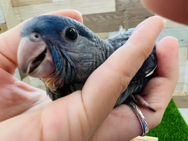 サザナミインコ