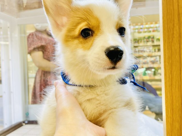 ウェルシュコーギー・ペンブローグ