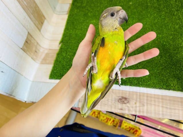 セネガルパロット