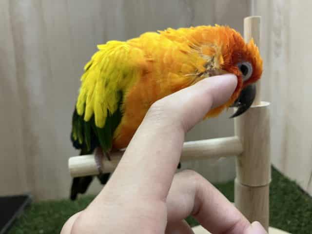 コガネメキシコインコ