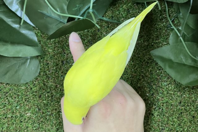 セキセイインコ