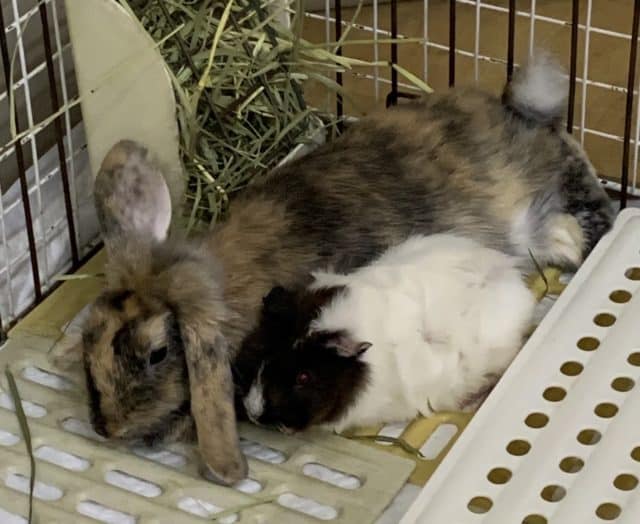 ロップイヤーラビット