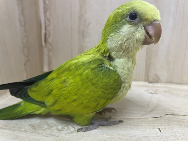 オキナインコ