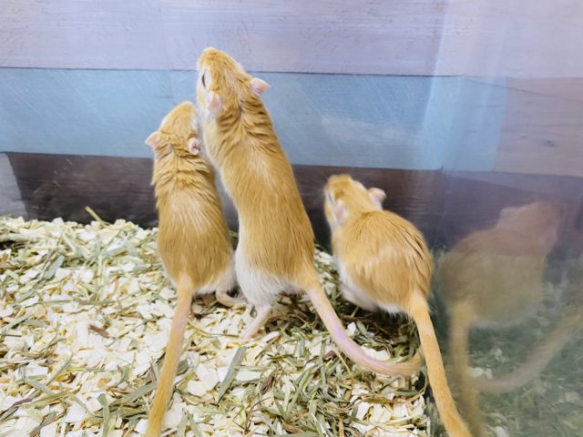 カラージャービル（スナネズミ）