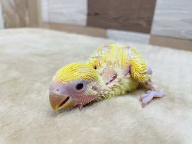 コザクラインコ（小桜インコ）