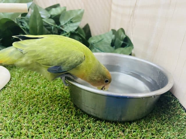 コザクラインコ（小桜インコ）