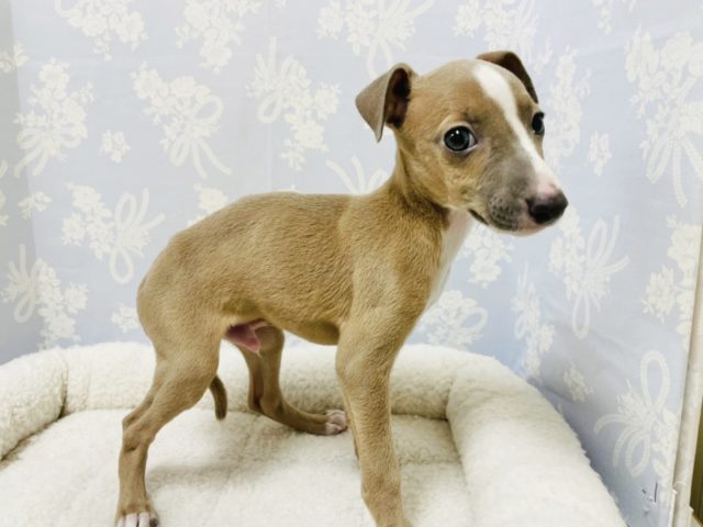 イタリアングレーハウンド