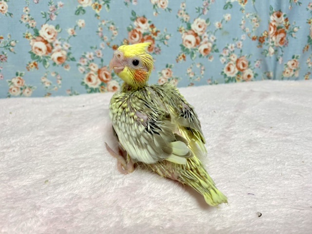 オカメインコ