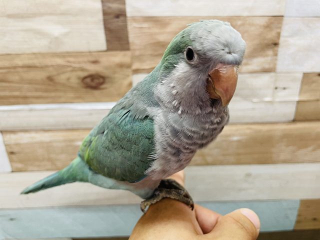 オキナインコ