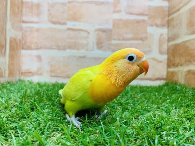 綺麗なカラー♪♪ ヤマブキイエローボタンインコ入舎です!! ヤマブキボタンインコ