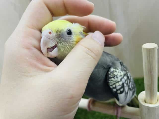 オカメインコ