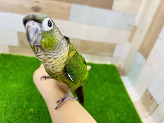 ホオミドリウロコインコ