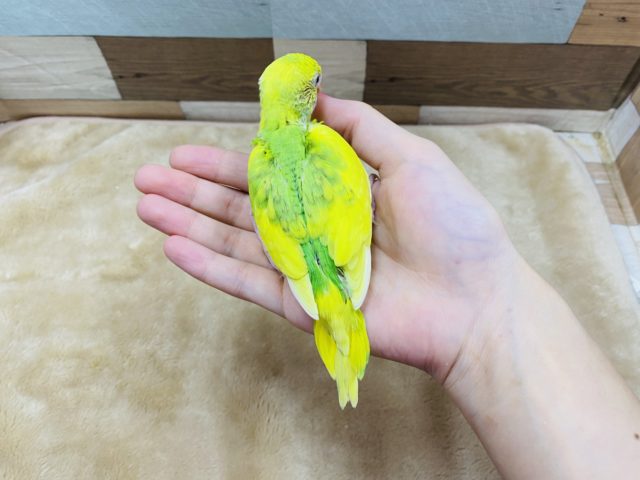 セキセイインコ