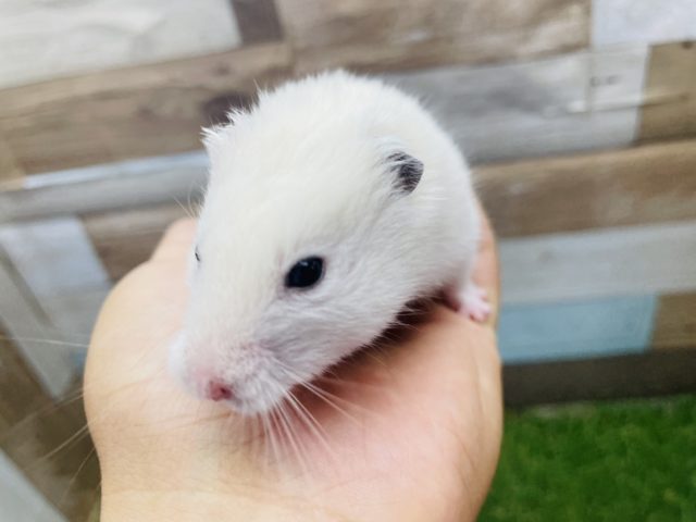 ゴールデンハムスター