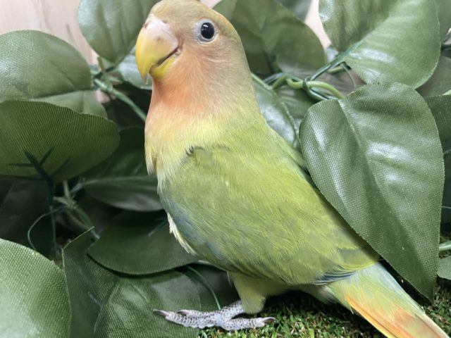 コザクラインコ（小桜インコ）