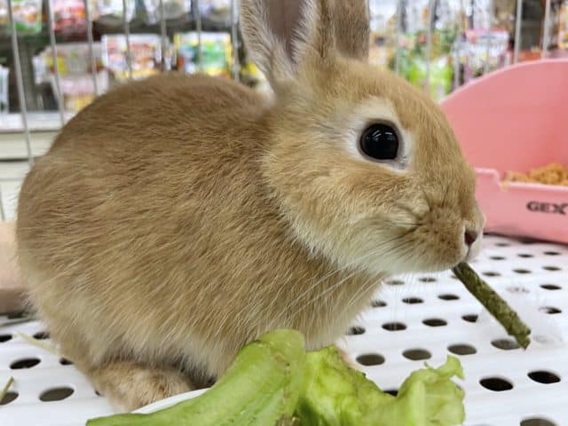 ネザーランドドワーフ