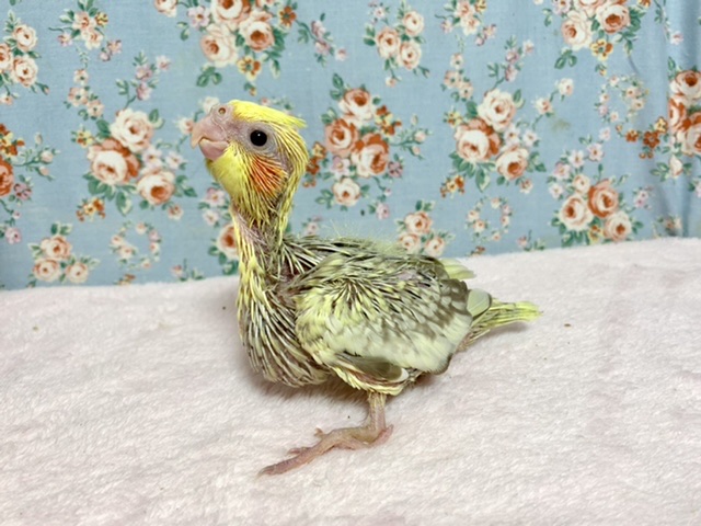 オカメインコ