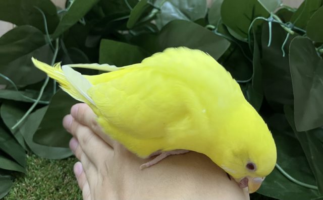 セキセイインコ