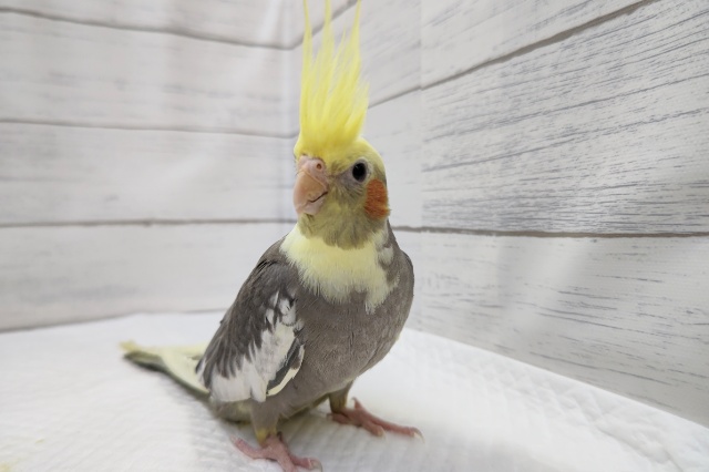 オカメインコ