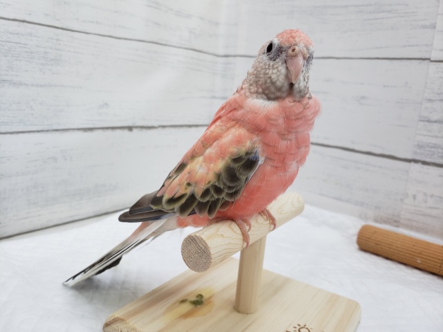 アキクサインコ（秋草インコ）