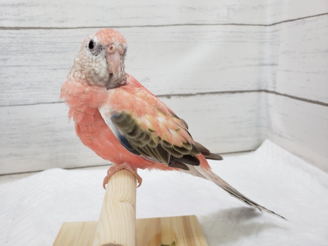 アキクサインコ（秋草インコ）