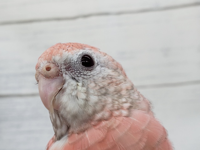 アキクサインコ（秋草インコ）