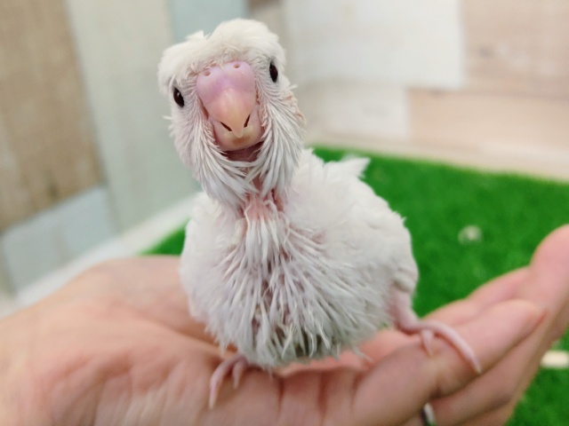 羽衣セキセイインコ