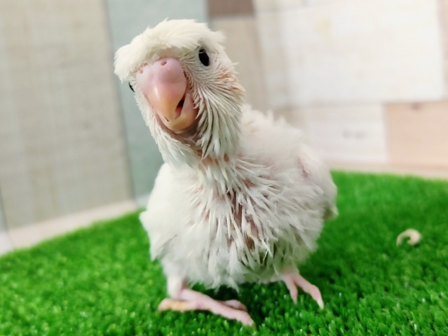 羽衣セキセイインコ