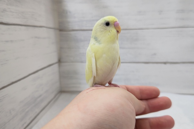 セキセイインコ