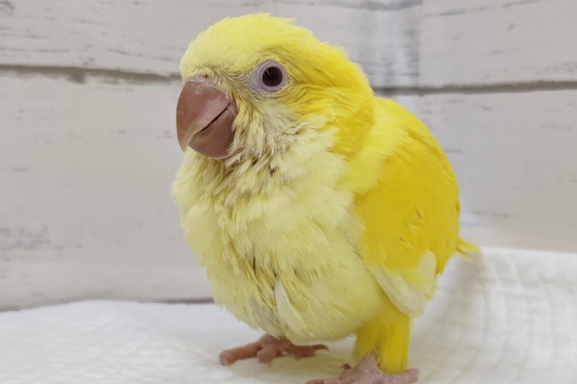 オキナインコ