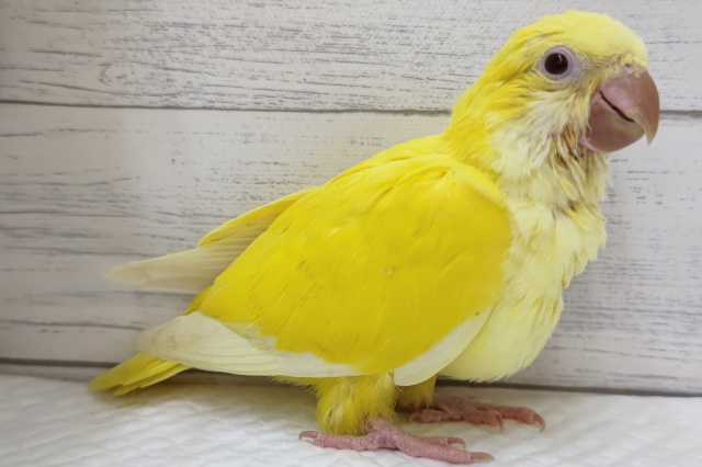 オキナインコ