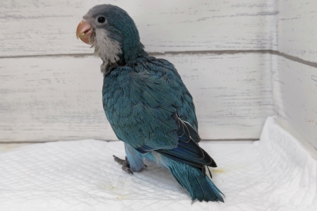 特徴的な濃〜い青!🔵 オキナインコ(ブルー) オキナインコ