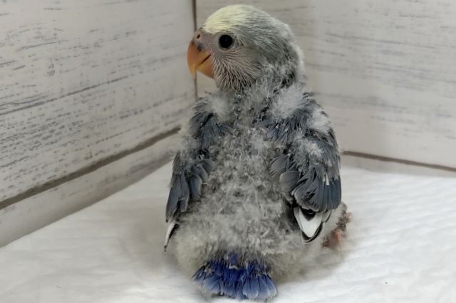 コザクラインコ（小桜インコ）