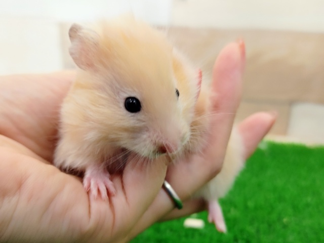 ゴールデンハムスター