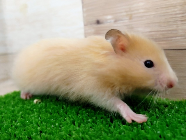 ゴールデンハムスター
