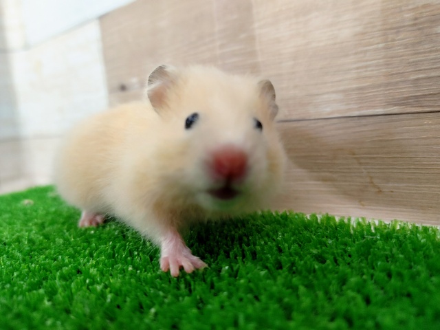 ゴールデンハムスター