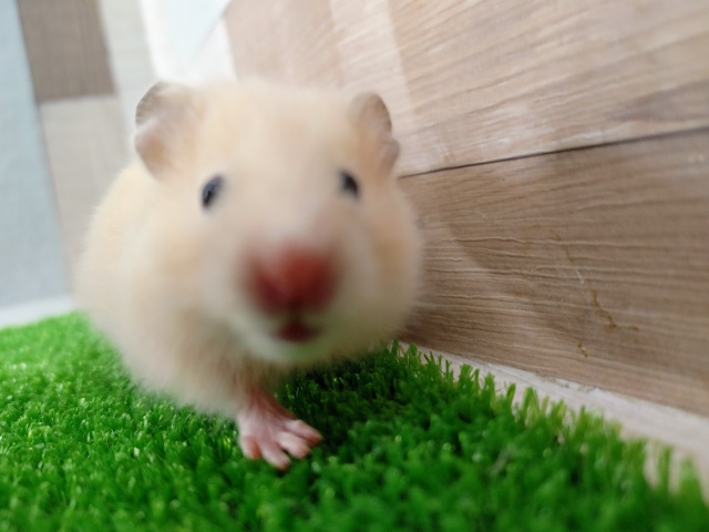 ゴールデンハムスター