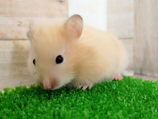 ゴールデンハムスター