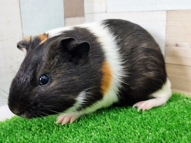 イングリッシュモルモット