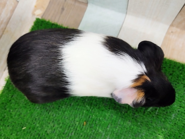 イングリッシュモルモット