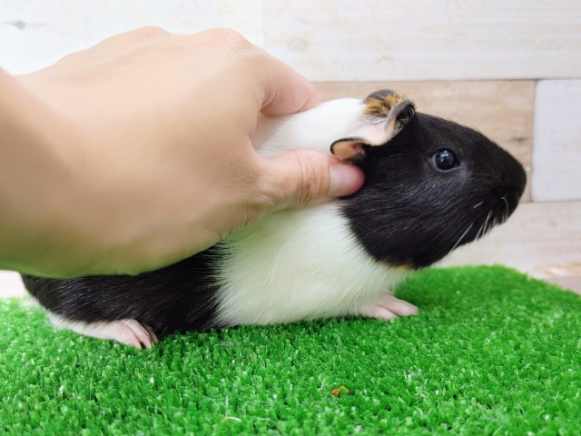 イングリッシュモルモット