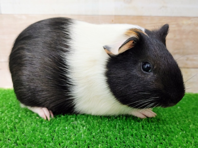 イングリッシュモルモット