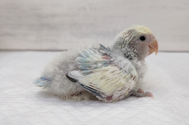 コザクラインコ（小桜インコ）