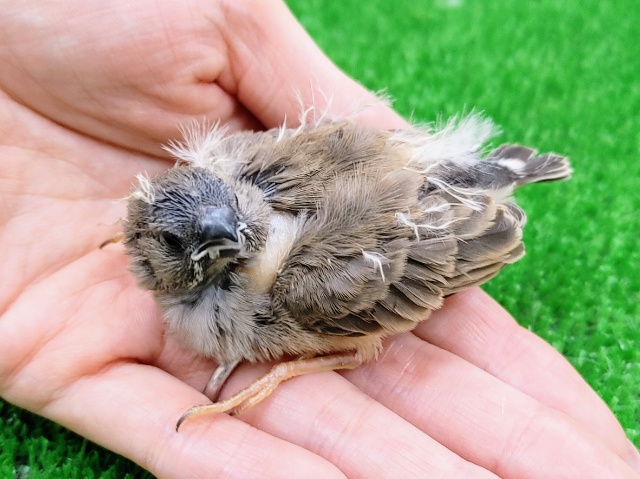 錦花鳥（キンカチョウ）